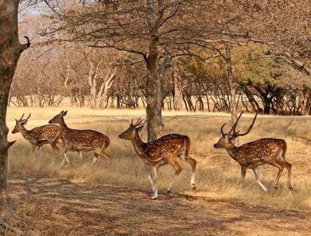 Experience The Wildlife Safari At Desert National Park